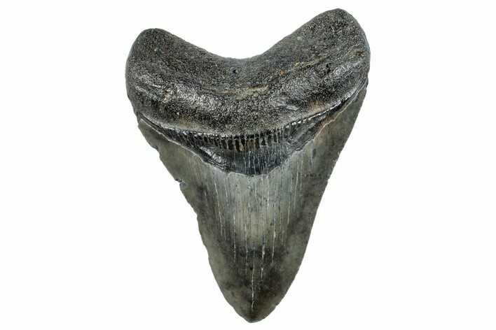 Fossil Megalodon Tooth - South Carolina #250979